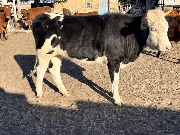 Vacă, Russian Black pied cattle