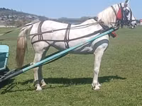 Iapă, Orlov Trotter — foto 2