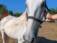 公马, Lipizzaner — 照片 1