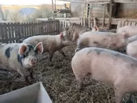Säue, Schweine — Foto 3