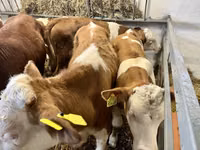 Bull, Simmental cattle — photo 2