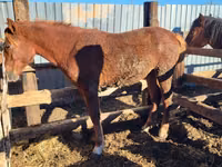 Yegua, Horse breed — foto 1