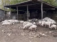 Säue, Schweine — Foto 3