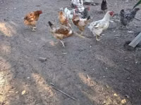 Chickens — 照片 5