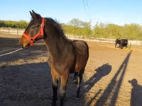 公马, Nonius horse — 照片 2