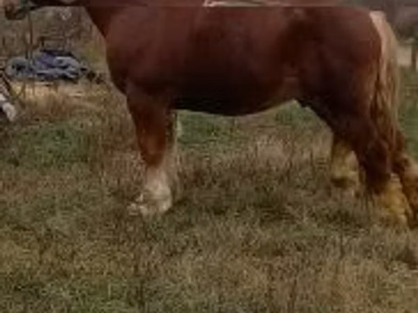 公马, Suffolk Punch