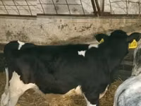 Bull, Russian Black pied cattle — photo 2