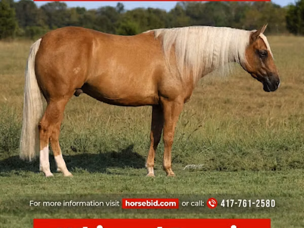 公马, Quarter Horse