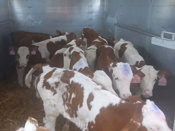 Cattle (batch, sex not specified), Simmental cattle