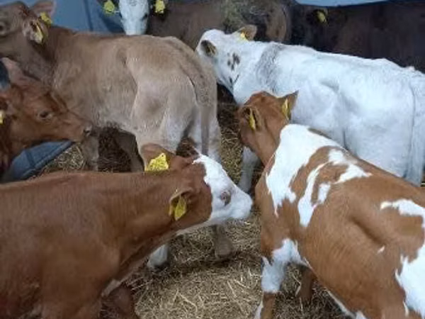 Bovine (lot, sex nespecificat), Simmental cattle