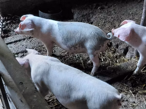 Eber, Schweine