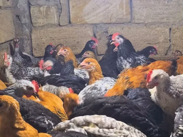 Chickens
