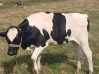 Kuh, Holstein-Rasse — Foto 2