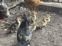 Ducks — الصورة 2