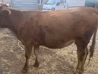 بقرة, Swiss cattle — الصورة 4