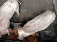 Scroafă, Porci — foto 2
