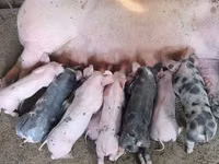 خنزير ذكر, الخنازير — الصورة 2