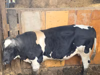 Bulle, Russian Black pied cattle — Foto 2