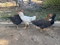 Ameraucana — foto 5