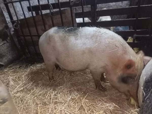 母猪, Pigs