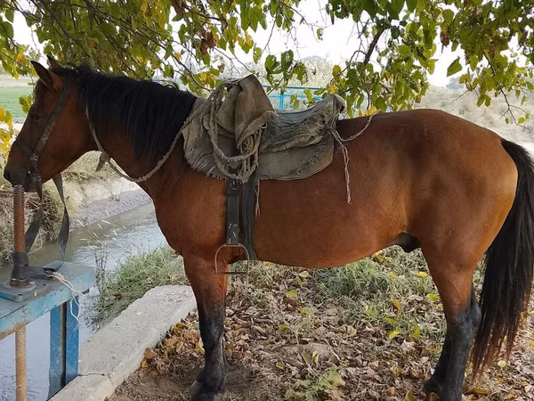 At, Azerbaijan horse