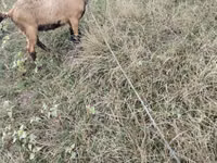 Cabro, Cabras — foto 3
