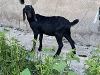 Boucs, Nubian Goat — photo 8