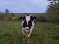 Sigir, Russian Black pied cattle — 1-rasm