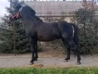 公马, Horses — 照片 2