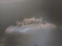 नर सूअर — फ़ोटो 2