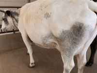 母牛, Holstein breed — 照片 6