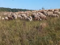 Sheep, Precoce sheep — photo 1