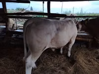 Bulle, Charolais cattle — Foto 1