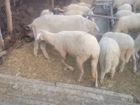 كبش, Merino sheep — الصورة 4