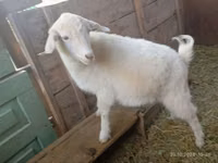 Ziege, Saanen goat — Foto 5