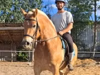 公马, Haflinger — 照片 4