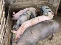 Säue, Schweine — Foto 2