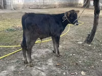 Toro, Swiss cattle — foto 4