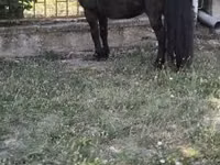 Aygʻir, Australian Pony — 2-rasm