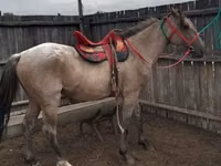घोड़ा, Altai horse — फ़ोटो 1
