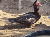 Ducks — फ़ोटो 1