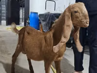 Keçi, Kamori goats — foto 1