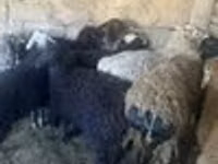 Ram, Sheep — photo 6