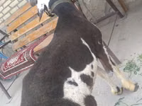 Carnero, Ovejas — foto 4