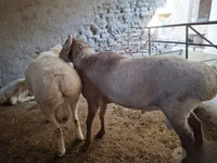 Carnero, Ovejas — foto 1