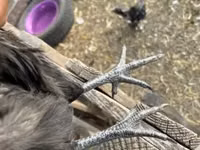 Chickens — 2-rasm