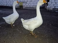 Geese — photo 2