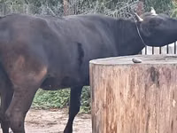 गाय, मवेशी — फ़ोटो 3
