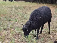 Oaie, Ouessant sheep — foto 3