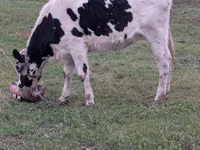 بقرة, Russian Black pied cattle — الصورة 1